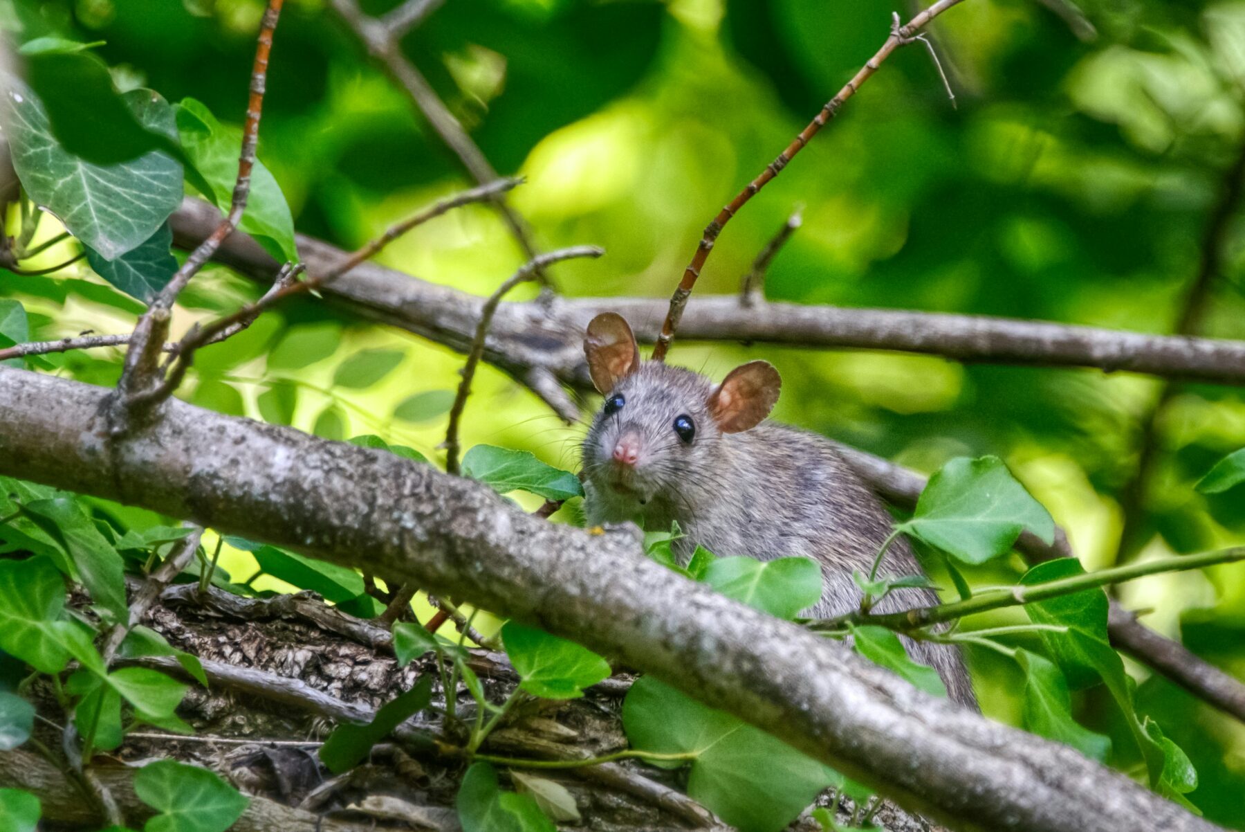 Wild rat in foliage — the persistent commercial pest problem Strike System addresses